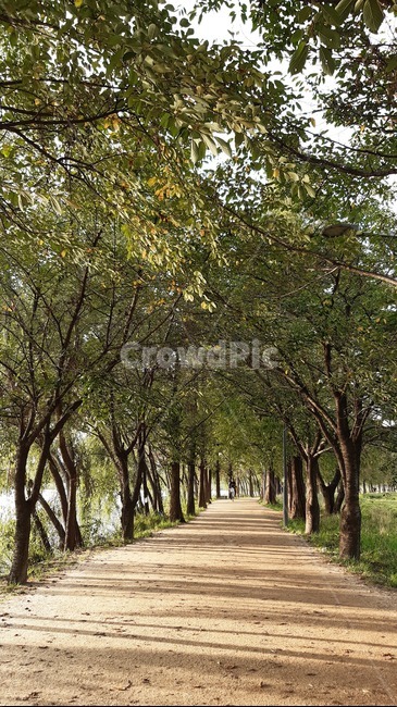 가을공원,가을산책,가을산책길,산책,산책길,공원,나무사이,나무사이길,나무,trees,wood