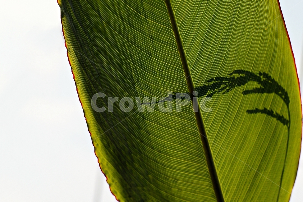 shadow,식물,감성사진,objet,정물사진,식물,자연,plants,nature