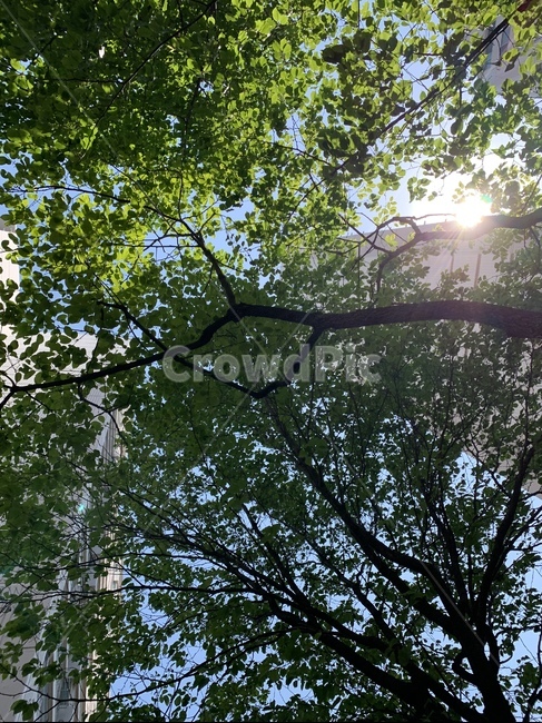 나무,나뭇잎,햇빛,자연,푸른,푸른나뭇잎,여름