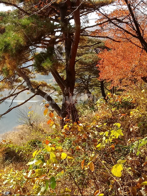 낙엽,단풍,落葉,leaves,나뭇잎,단풍나무,식물,maple,낙엽활엽관목,잎,계절,가을,자연,풍경,outdoors,옥외,fallautumnseason,naturelandscape,풍경사진,소나무,저수지,물,호수,나무줄기,가을,계절,fall,autumn,season,tree,나무,plant,tree trunk,나무 줄기