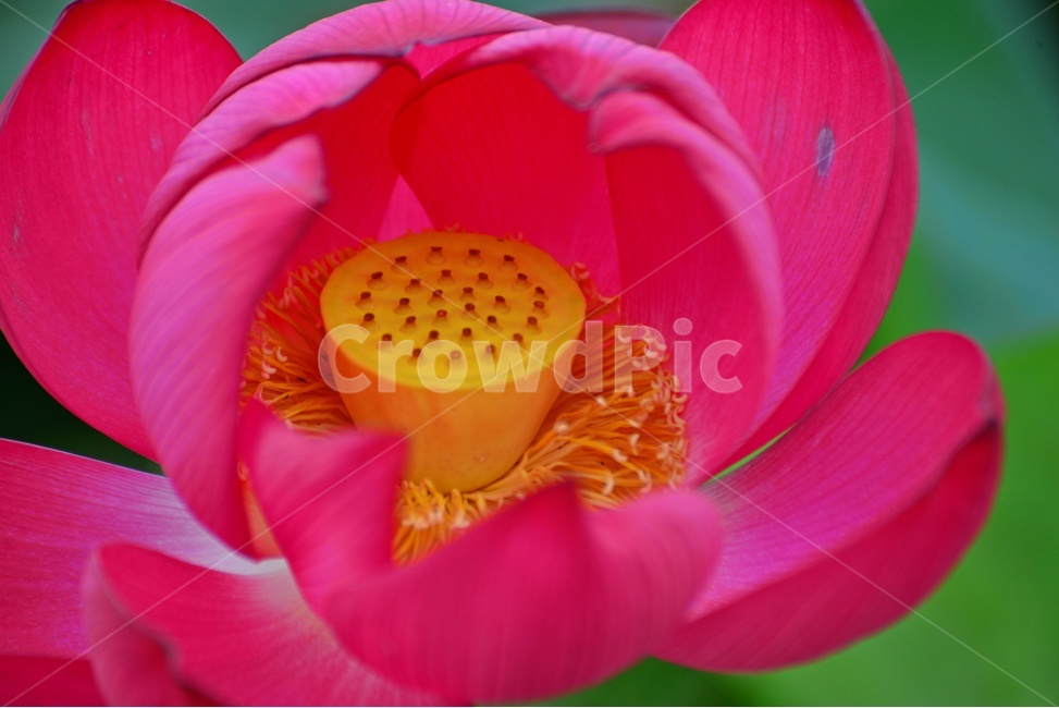 plant,식물,flower,blossom,꽃,petal,꽃잎,연꽃,연잎,수련,홍연,자연,불교