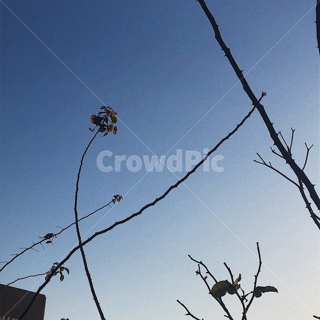 하늘,풍경,구름,한줄기,sky