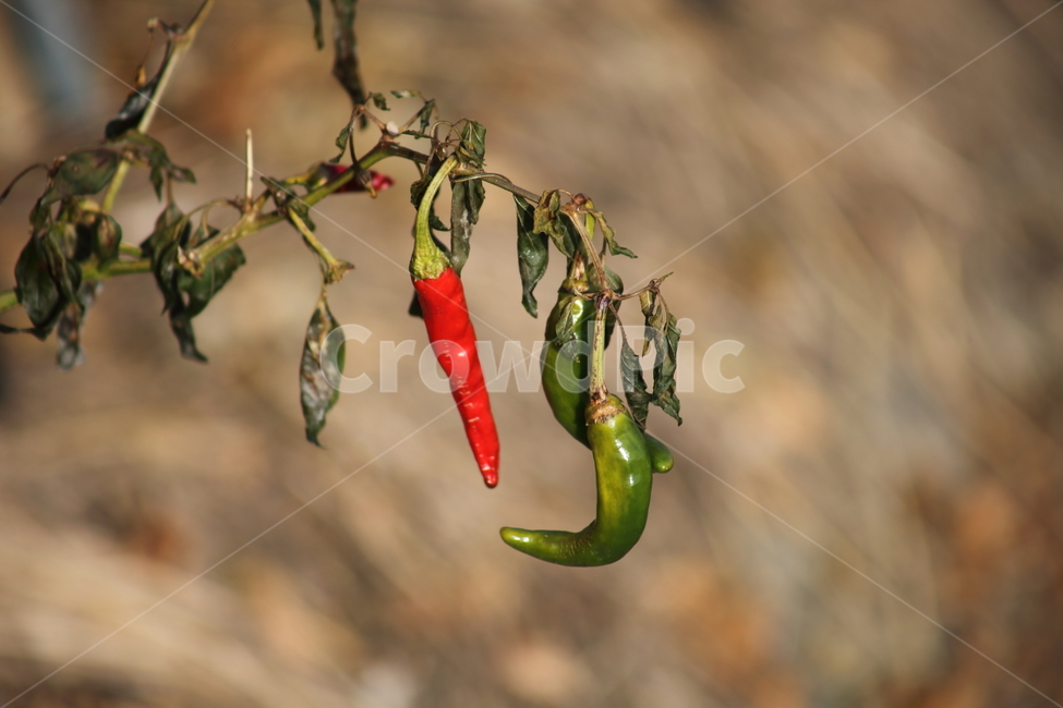 고추,채소,식물,고초,chilipepper,채소,야채,vegetables