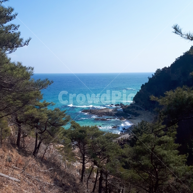 산,나무,숲,바다,나무와바다,해변,파도,자연,풍경,nature,landscape,promontory,곶,tree,plant,식물