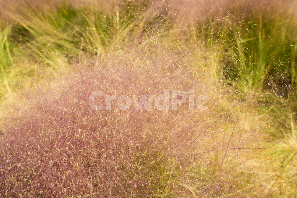 수풀,배경,가을,자연,덤불,컬러풀,잔디,식물,plant,grass,agriculture,autumn,background,beautiful,beauty,bright,bush,closeup,color,field,flora,fresh,garden,green,landscape,light,meadow,natural,nature,outdoor,season,spring,sun,tree,yellow