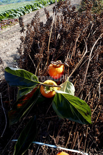 감,음식,과일,fruit,persimmon,가을,food,autumn,plant