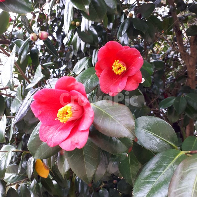 동백꽃,Camelliajaponica,겨울꽃,붉은꽃,동백화,식물,자연,plants,nature,꽃,flower