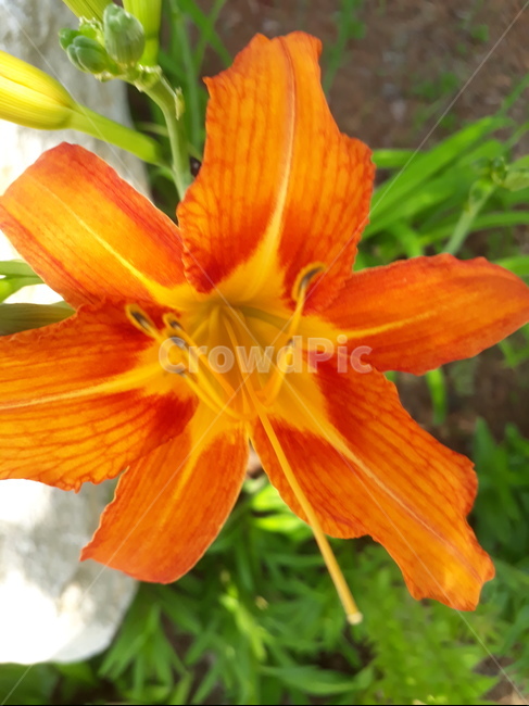 꽃,원추리,식물,자연,별모양,식물,자연,plants,nature,꽃,flower