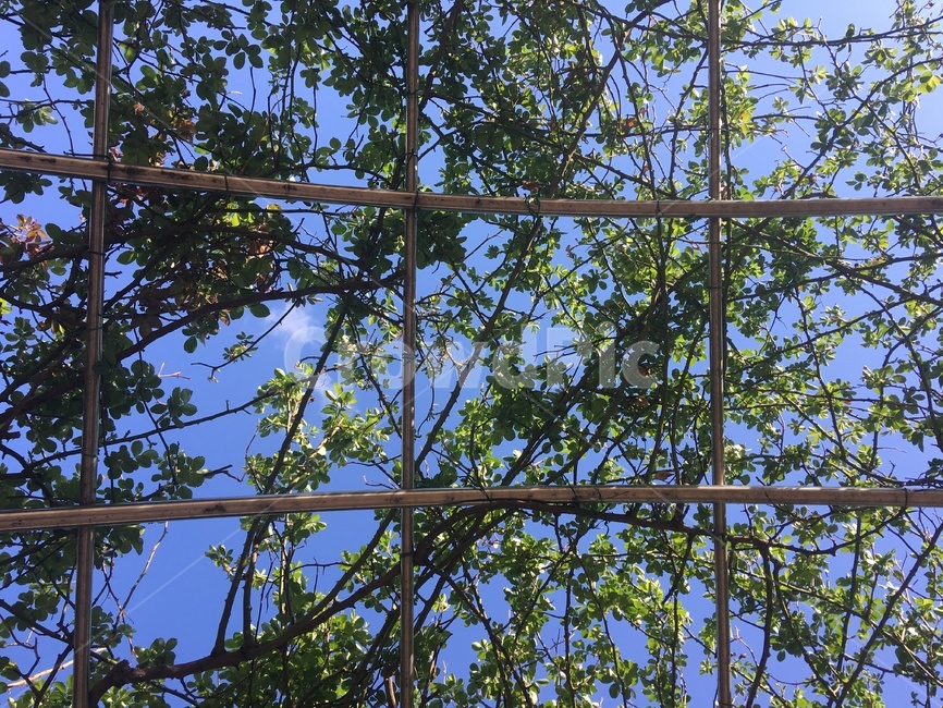 식물,나뭇가지,자연,잎,plant,식물,자연,plants,nature