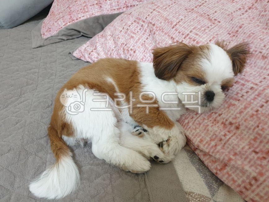 귀여운강아지,귀여운댕댕이,귀여운시츄,아기강아지,puppy,dog,animal,pet,개,애완동물