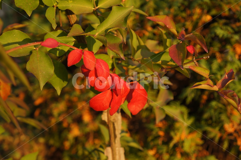 빨간단풍,화살나무,가을,울타리식물,낙엽,관목,귀전우,단풍놀이,가을,계절,fall,autumn,season,leaf,잎,plant,식물,tree,나무,veins,정맥