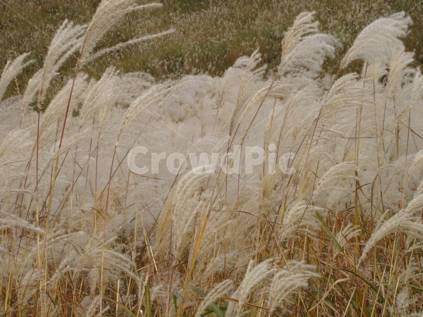 가을,바람,갈대,plant,grass,가을,계절,fall,autumn,season
