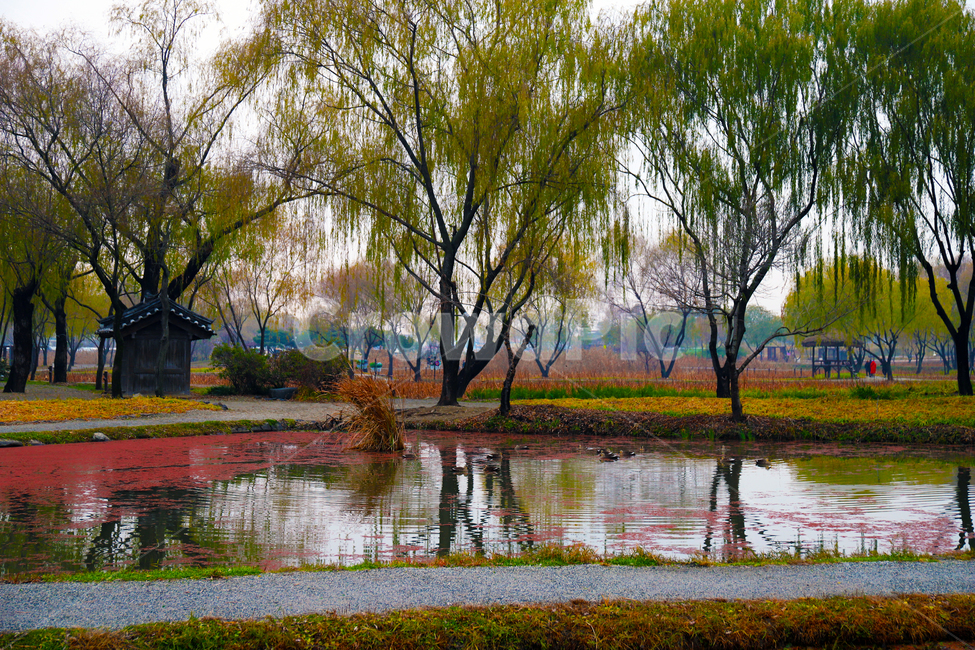 tree,nature,자연,나무,plant,outdoors,식물,옥외,land,궁남지,충남,충청남도,백제,백제유적,유적,사적지,사적,호수,연못,정원,버드나무,조경,부여군