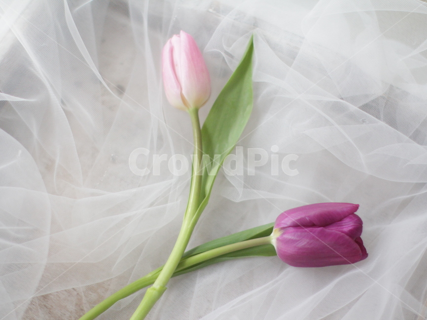 튤립,꽃,생화,플라워,tulip,flower,꽃,flower,감성,sensible,feeling