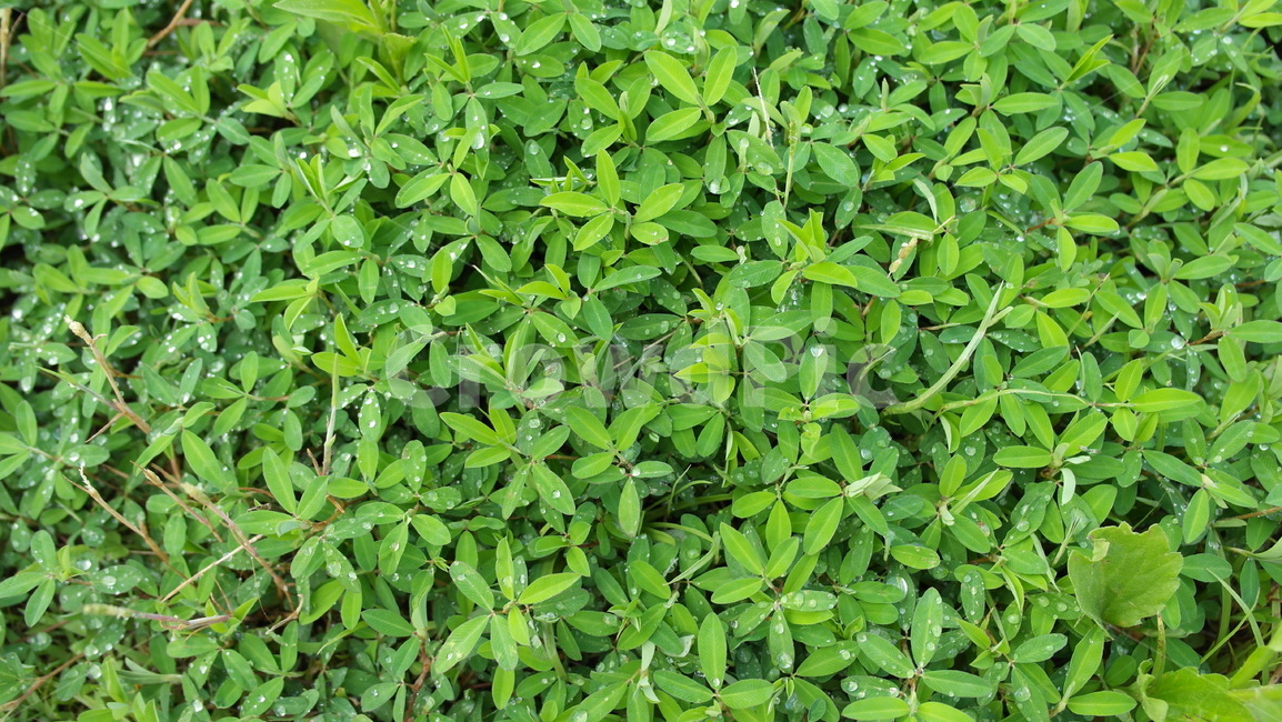 풀,나뭇잎,이슬,자연,leaf,green,grass,초록,nature,잎사귀,dewdrop