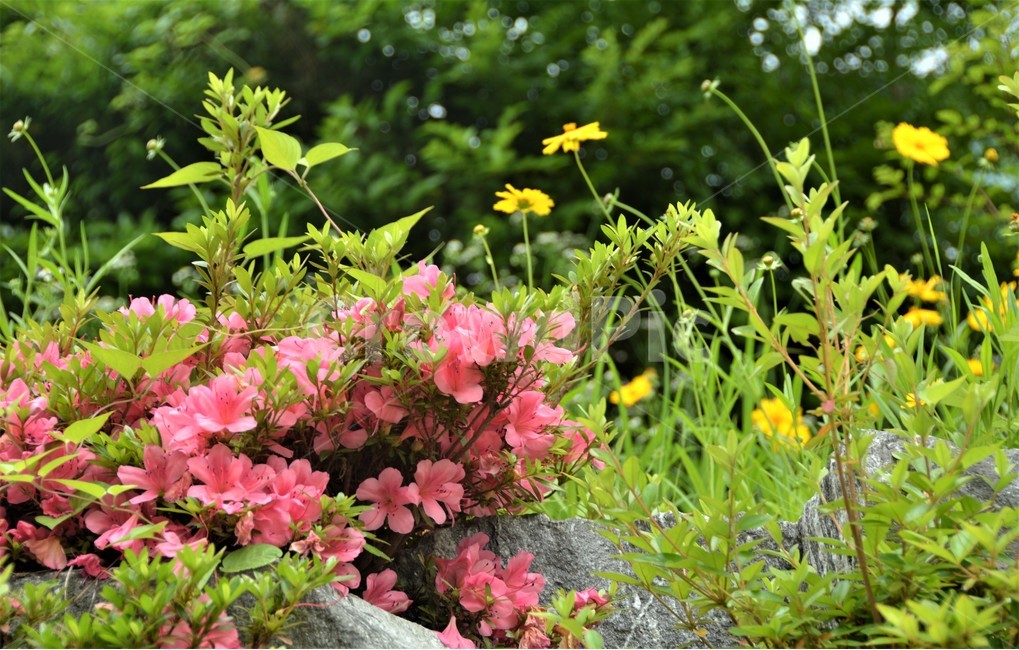 진달래꽃,꽃밭,봄,풍경,정경,아름다움,식물,자연,plants,nature,꽃,flower