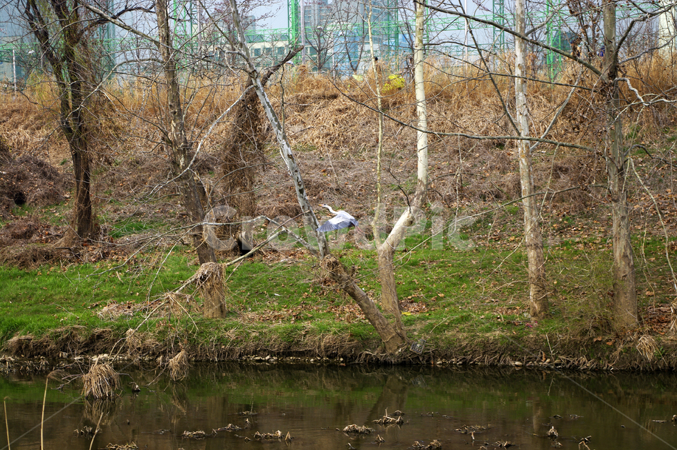 개천,나무,식물,plant,봄,spring,계절,새,조류,동물,animal,조류,새,birds