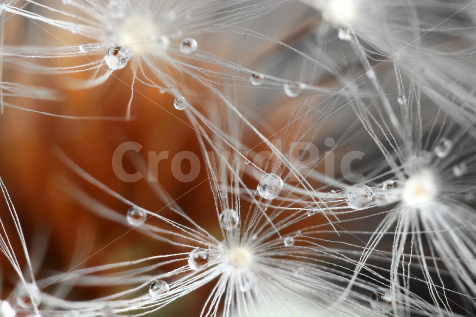 민들레,dandelion,macro,꽃,접사,가을풍경,찬란한,꽃밭,야생화,식물,자연,plants,nature,꽃,flower