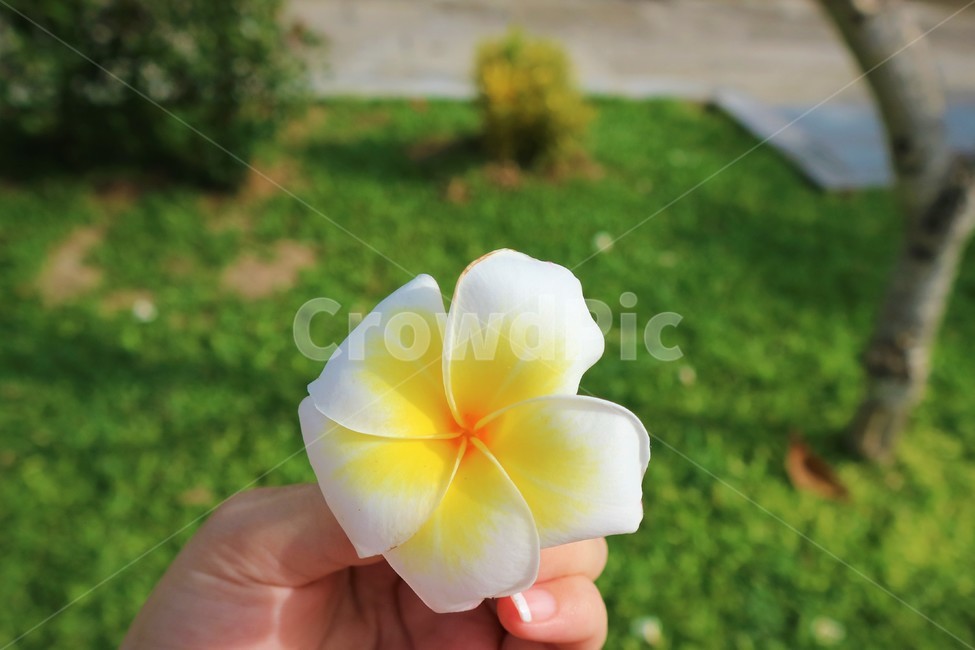 제라늄,geranium,꽃잎,petal,flower,꽃,plant,식물,blossom,흰꽃,흰색,white,whiteflower