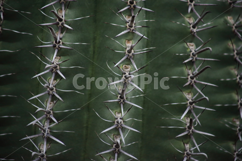 가시,선인장,식물,온실,cactus,텍스처,질감,패턴,texture,pattern