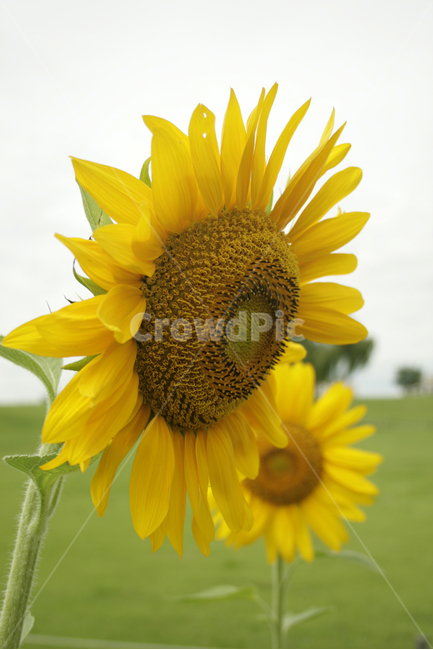 해바라기,식물,flower,plants,nature,꽃,꽃봉오리,꽃밭,여름,공원,길,식물,자연,plants,nature,꽃,flower