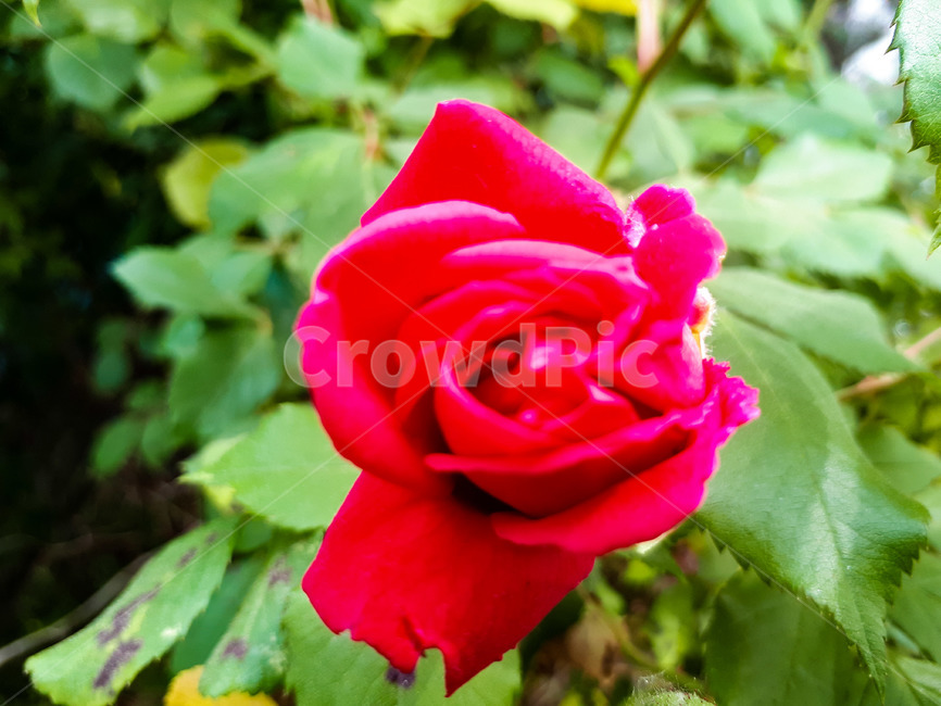 덩쿨장미,장미꽃,붉은장미,붉은꽃,빨간꽃,식물,꽃,빨간장미,컴퓨터배경사진,배경사진,배경,풍경사진,백그라운드,배경이미지,풍경이미지,엽서사진