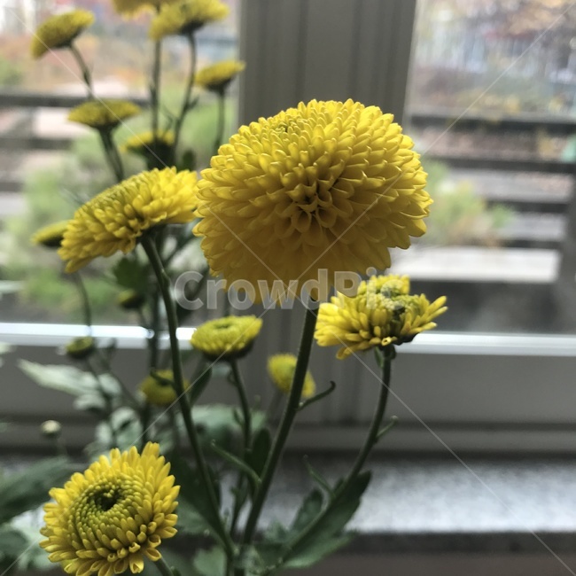 노랑,꽃,식물,안정,편안,식물,자연,plants,nature,꽃,flower