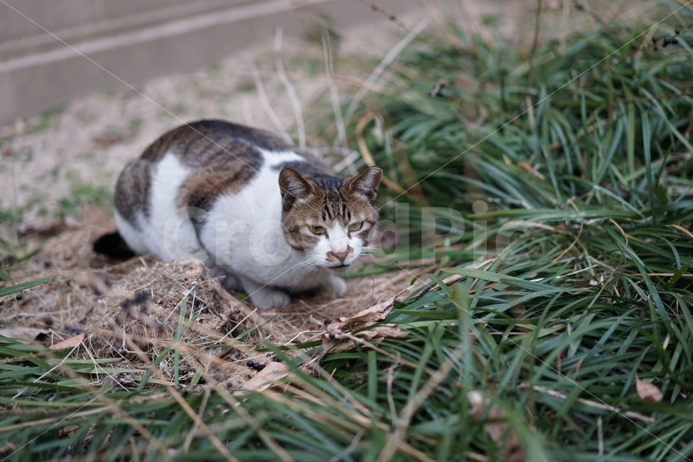 고양이,cat,일상,거리,길거리,동물,냐옹이,야옹,직찍,귀여워,동물,animal,고양이,cat,kitten,kitty,포유류,mammal