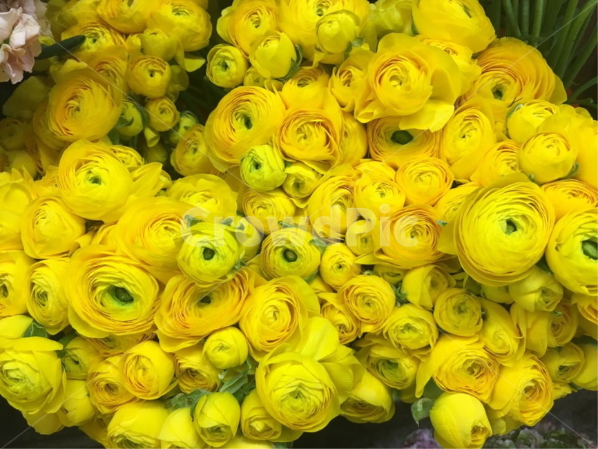꽃,꽃축제,꽃시장,꽃구경,꽃종류