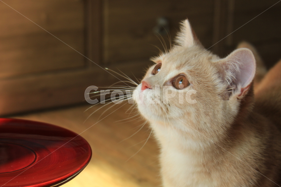 고양이,보리,브리티쉬숏헤어,귀여움,말썽꾸러기