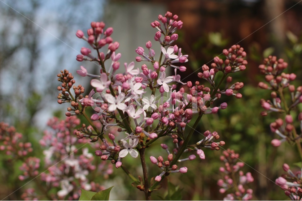 라일락,꽃,봄,계절,flowers,lilac,season,spring,자연,풍경,식물,자연,plants,nature,꽃,flower
