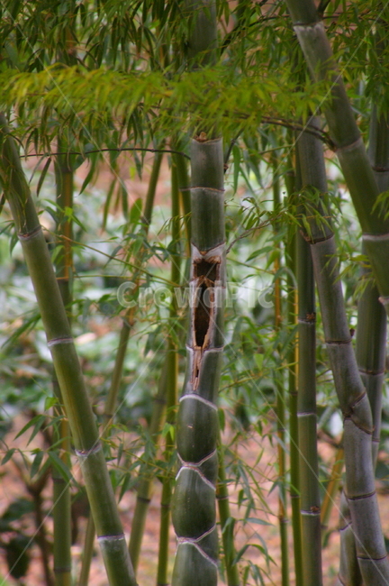 나무,식물,tree,plant,야외,bamboo,대나무
