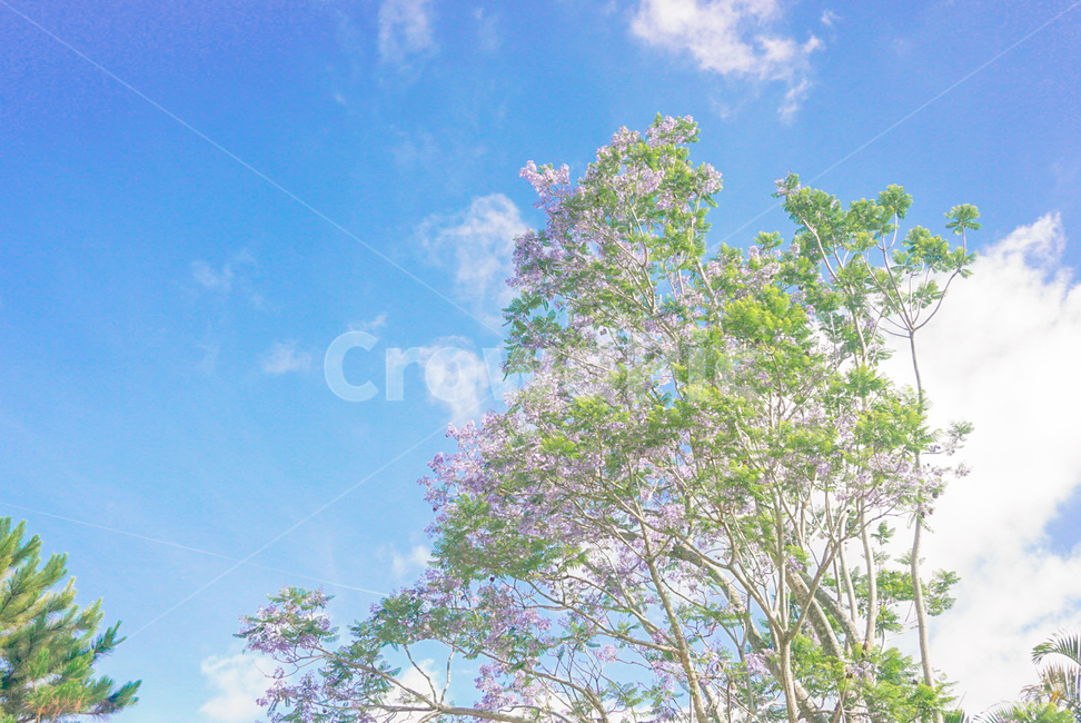 나무,하늘,파랑,구름,sky,자연,풍경,nature,landscape,식물,plants,나무,trees,wood,plant
