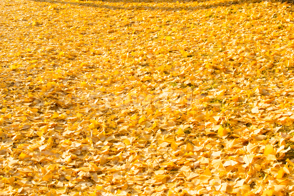 가을,나뭇잎,은행잎,오후,계절,화사,풍경,식물,가을,계절,fall,autumn,season,ground,바닥,plant,leaf,잎