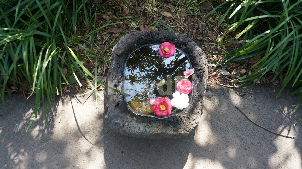 petal,pink flower,hana,flower