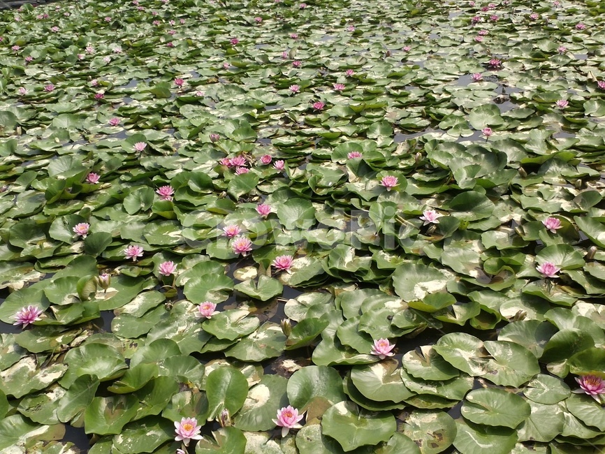 연꽃,연실,수지단,쌍둥이련꽃,수생식물,식물,자연,plants,nature,꽃,flower
