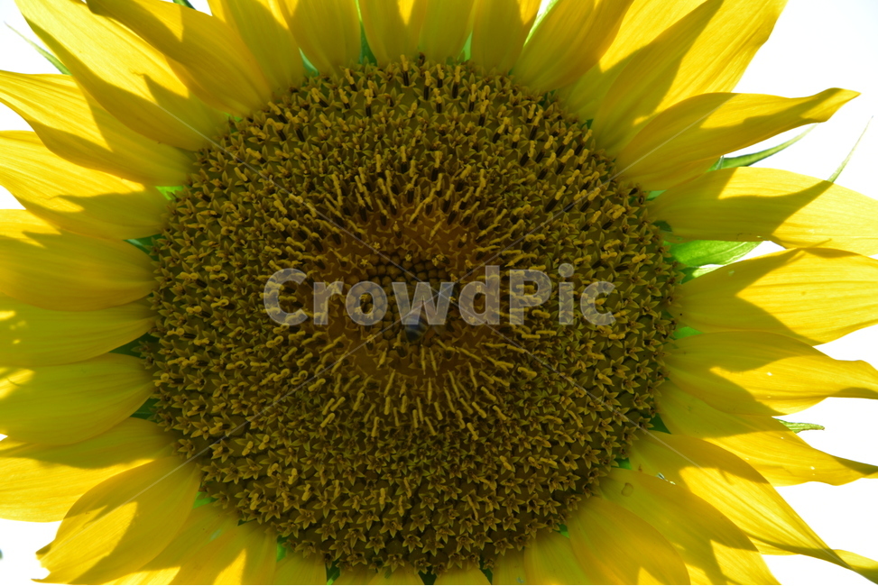 sunflower,해바라기,숭배,기다림,존경,향일화,조일화,페루국화,그리스신화,귀화식물,식물,자연,plants,nature,꽃,flower