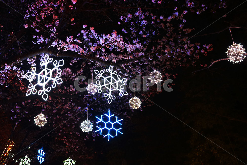야경,눈꽃,벚꽃,이월드,감성사진,밤,봄,계절,spring,season,야경,밤,풍경,nightscape,night,landscape