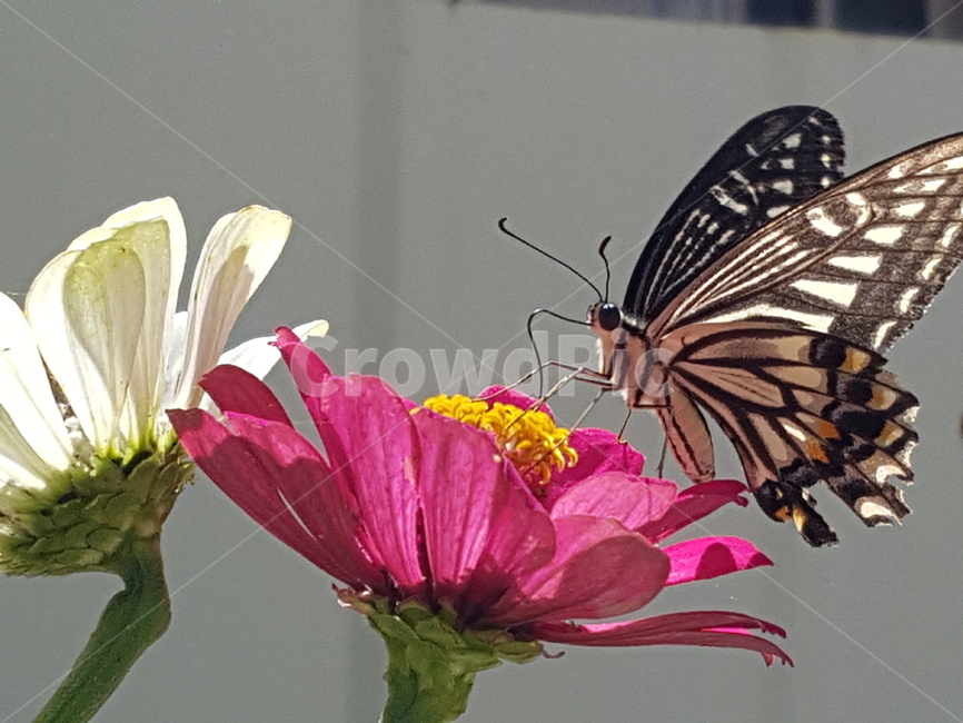 나비,insect,butterfly,animal,plant,꽃,곤충,벌레,insect,bug