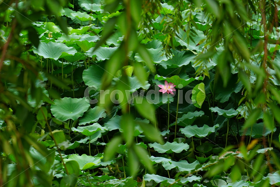 꽃,연꽃,여름,호수공원,산책,식물,자연,plants,nature,꽃,flower