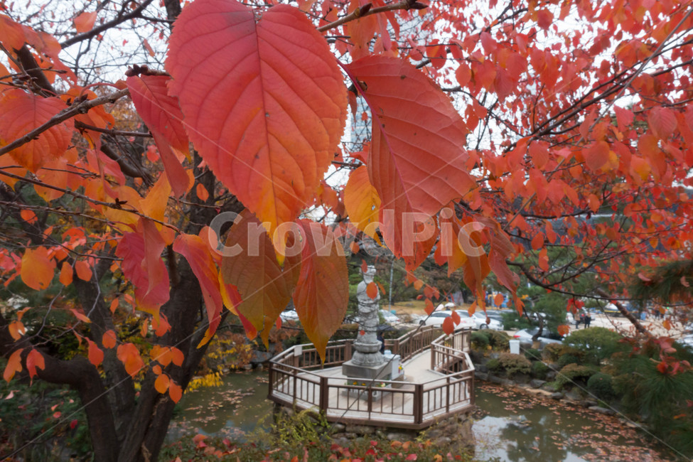 낙엽,가을,계절,자연색상,자연,배경,잎,가을,계절,fall,autumn,season,식물,자연,plants,nature