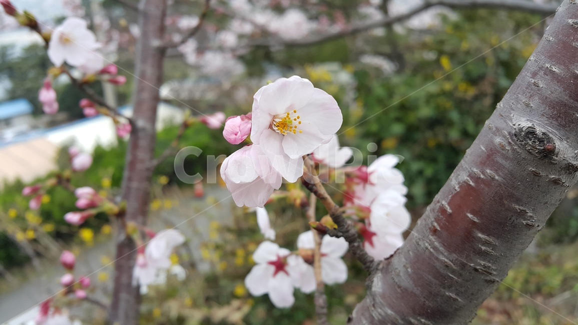 벚꽃,봄,절개,연분홍,식물,식물,자연,plants,nature,꽃,flower