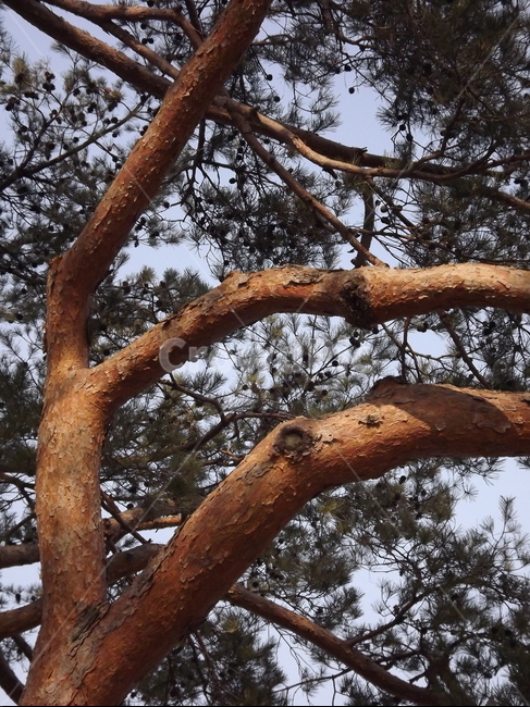 의림지,소나무,나무,유원지,숲,자연,식물,자연,plants,nature,나무,trees,wood