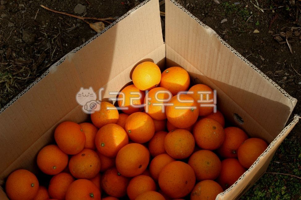 mandarin,citrusfruit,citrus fruits,Jeju Tangerine,jeju island,Jeju tangerines,tangerines