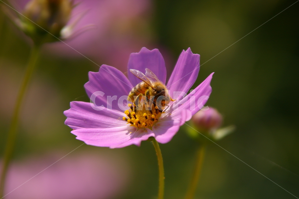 꽃,식물,꽃잎,flower,blossom,코스모스,코스모스꽃,벌,식물,자연,plants,nature,꽃,flower,곤충,벌레,insect,bug