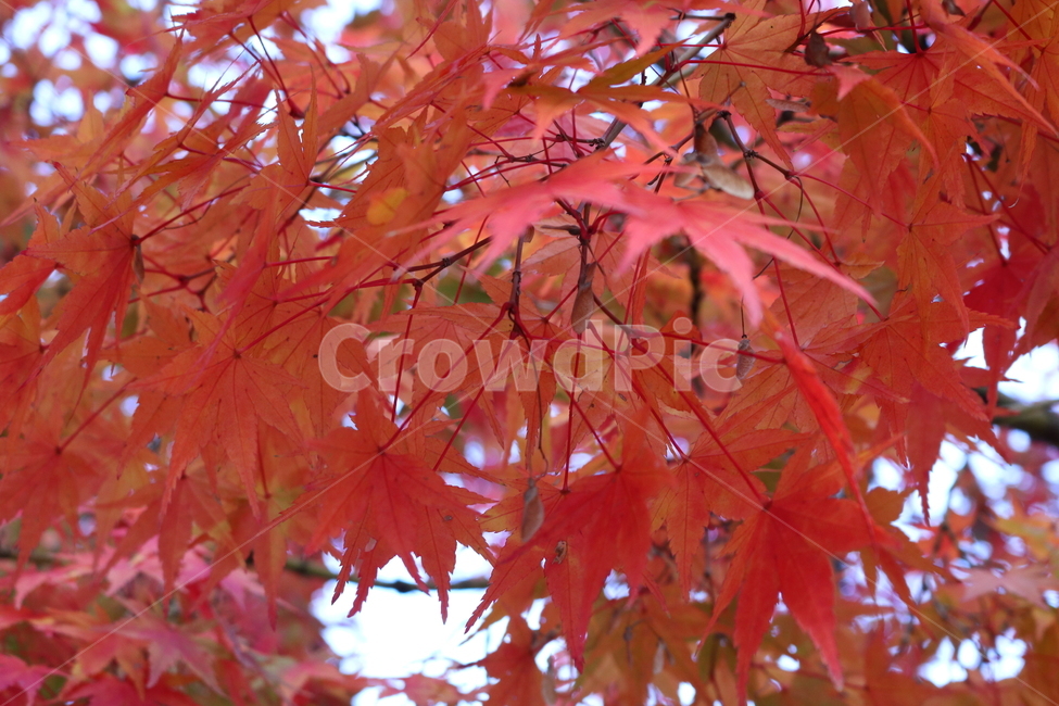 단풍,단풍나무,나무,식물,가을,자연,가을,계절,fall,autumn,season,식물,자연,plants,nature,plant,leaf,잎,tree,maple