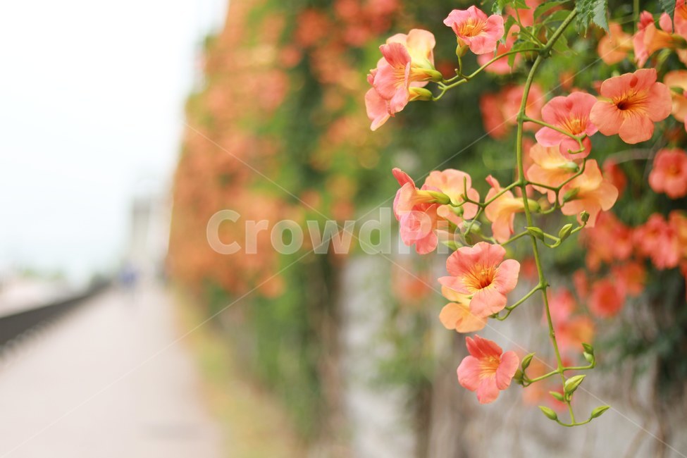 능소화,꽃,풍경,한강,여름,식물,자연,plants,nature,꽃,flower