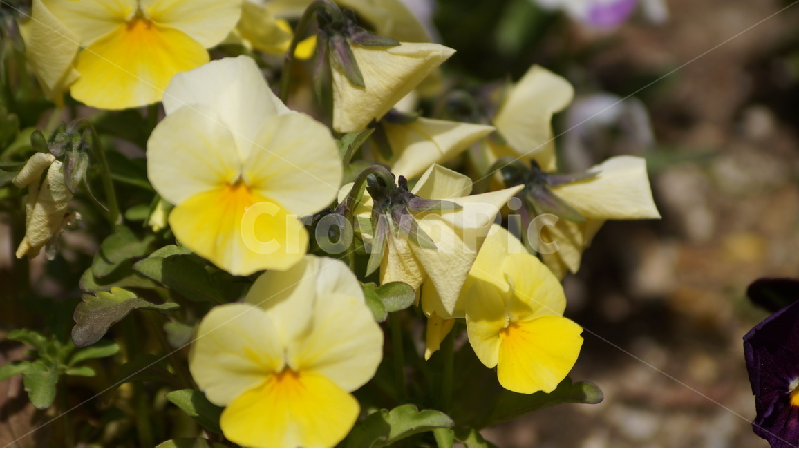 봄꽃,꽃,자연,풍경,봄,야생화,봄,계절,spring,season,식물,자연,plants,nature,꽃,flower,plant,blossom,geranium,제라늄