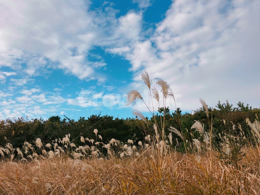 식물,갈대,plant,grass,lawn,reed,자연,풍경,nature,landscape,잔디