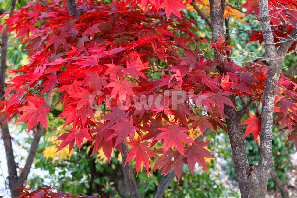 단풍,단풍나무,나무,식물,가을,자연,가을,계절,fall,autumn,season,식물,자연,plants,nature,leaf,잎,plant,tree,maple